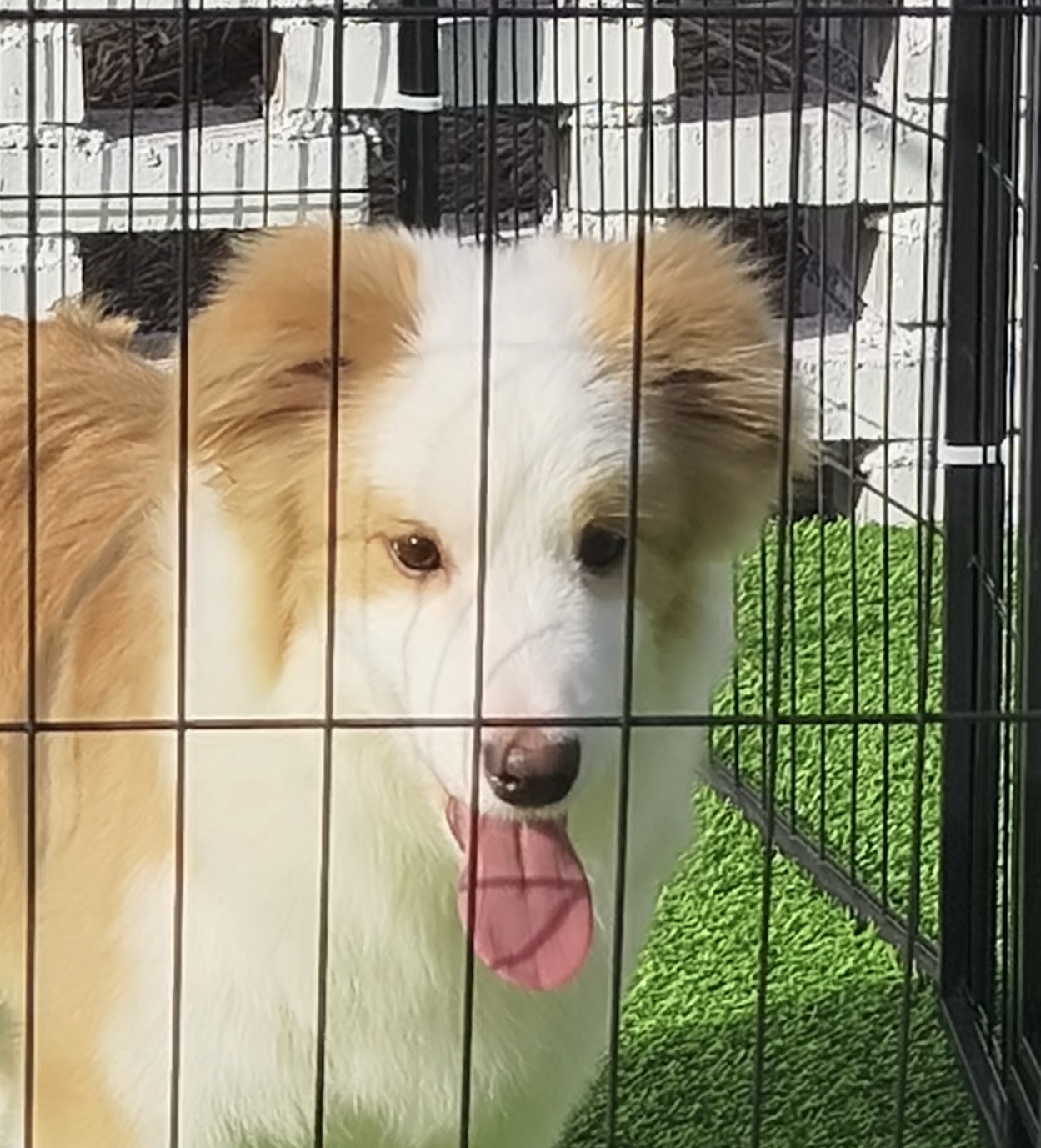 双血统赛级金边,犬舍直销